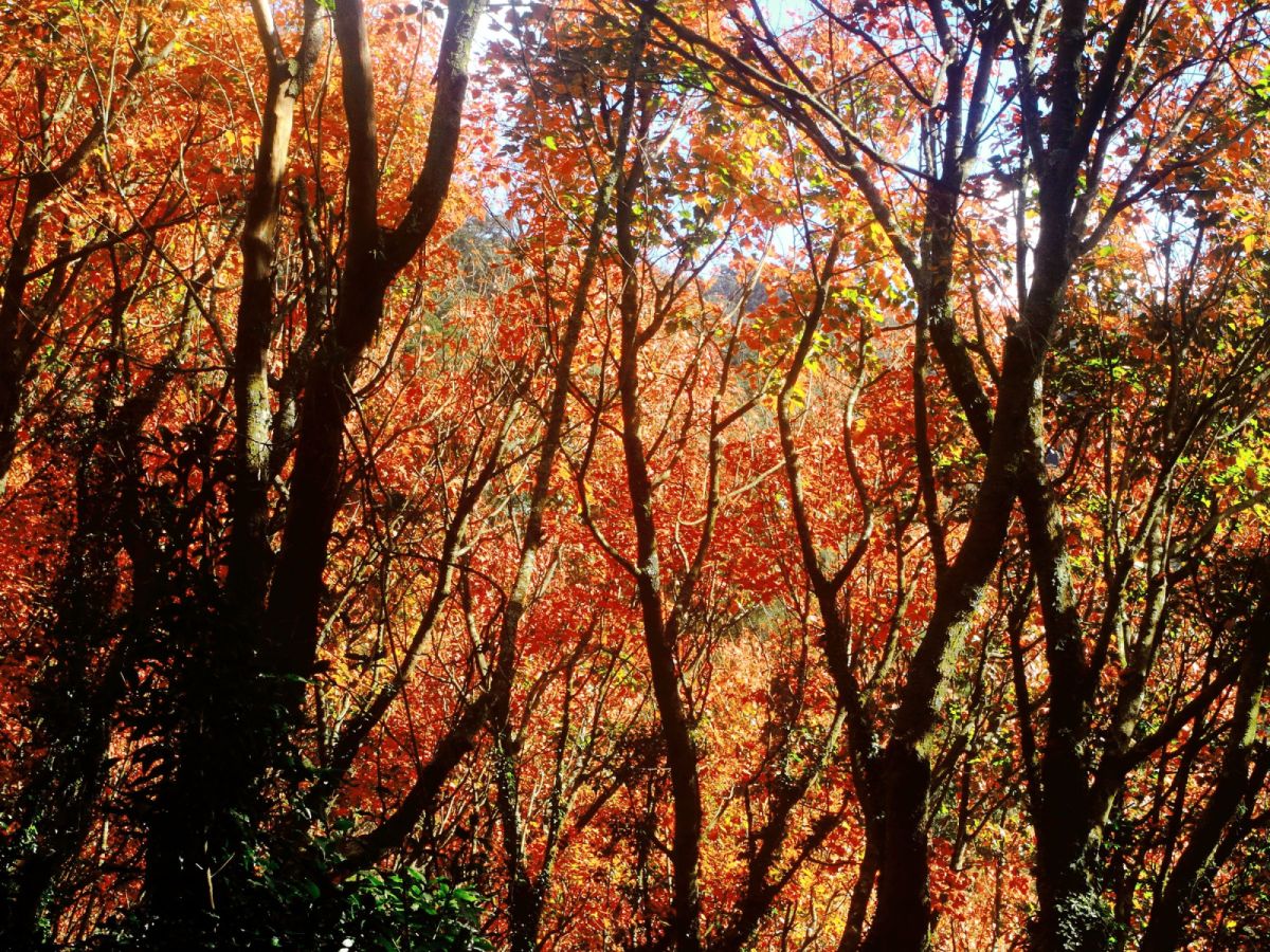 台中出發-阿里山賞楓季二日遊