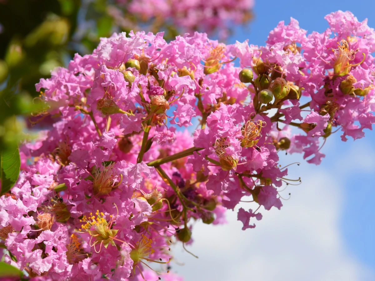 高雄出發-愛情樹下的傳說～紫薇花廊道二日遊