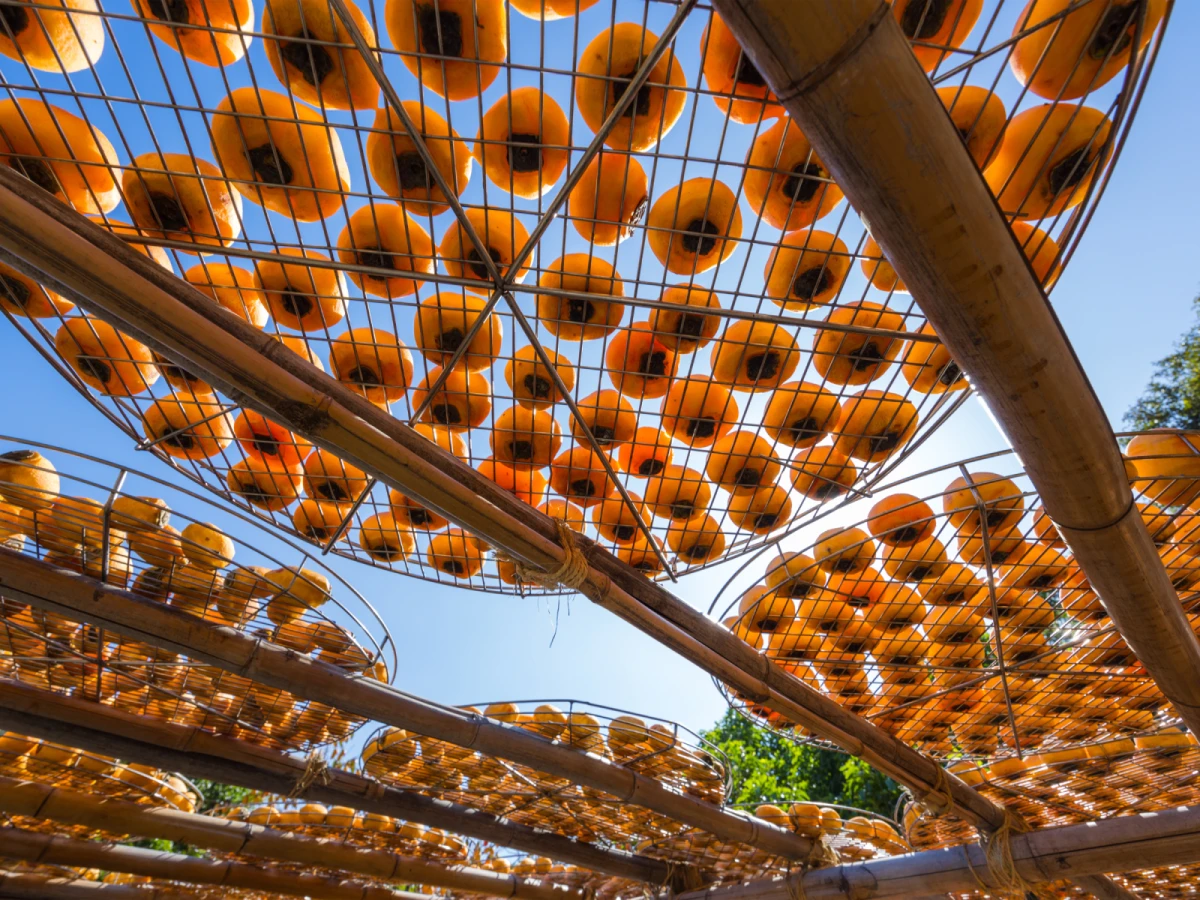 台北出發-新竹金黃色曬柿餅柿海美景一日遊