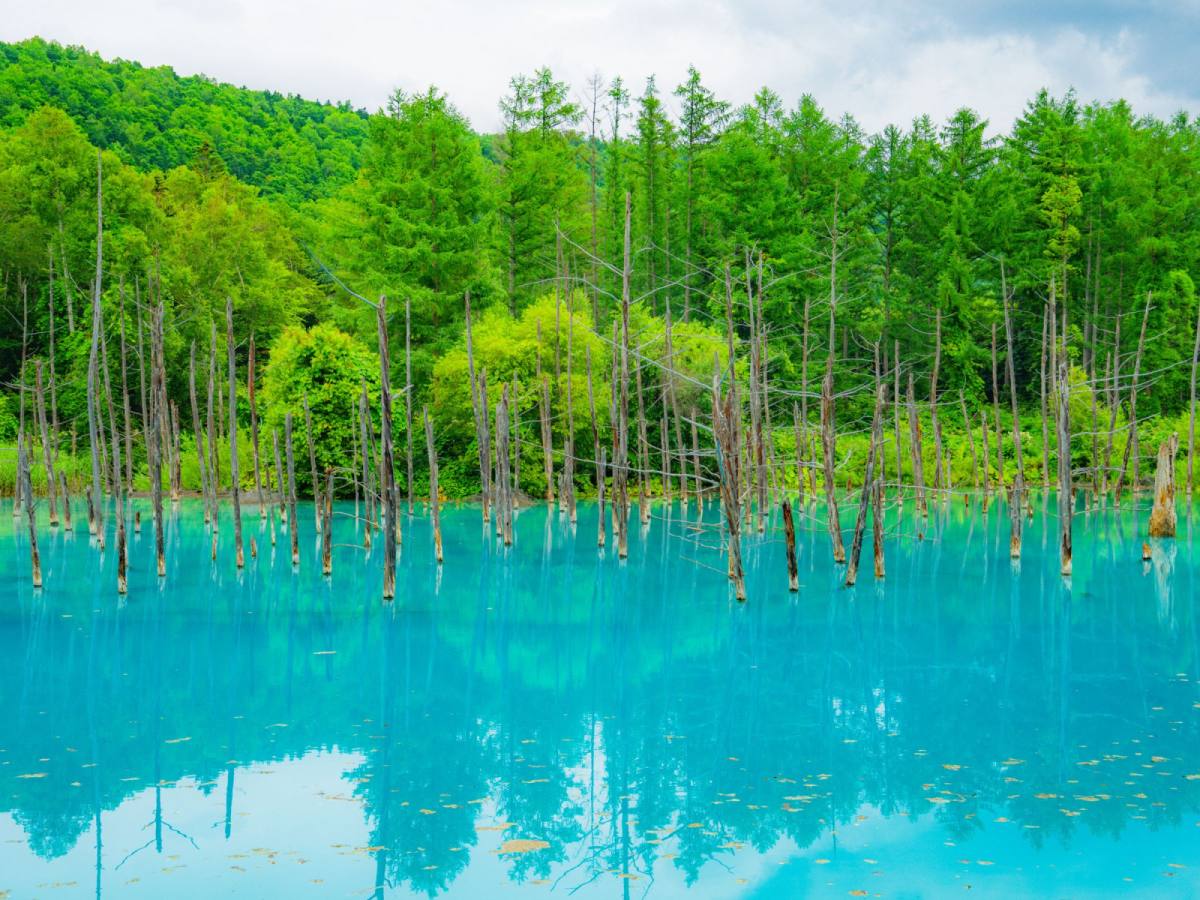【樂活北海道】北海道神宮+洞爺湖溫泉街
