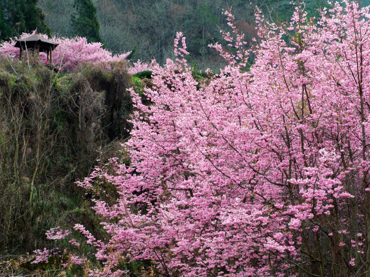 台中出發-武陵農場浪漫櫻花三日遊