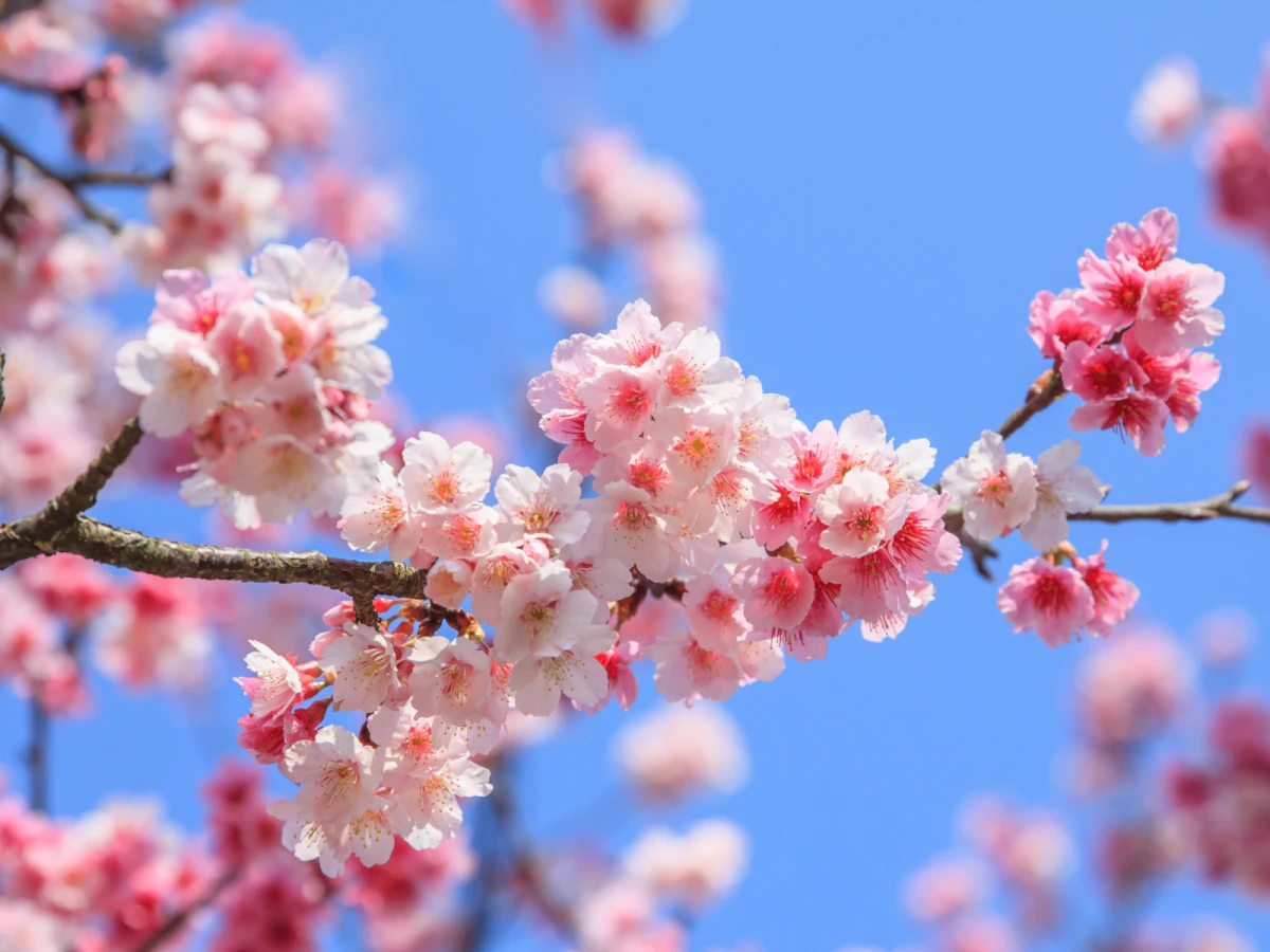 高雄出發-緋紅花海～半天岩櫻花秘境一日遊