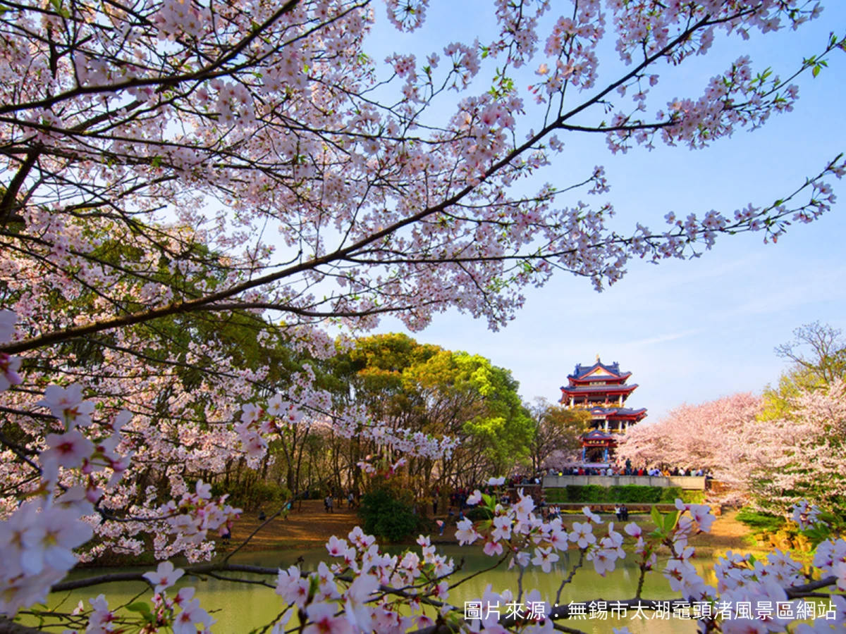 【賞花江南】春暖花開太子灣、蠡園賞花6日