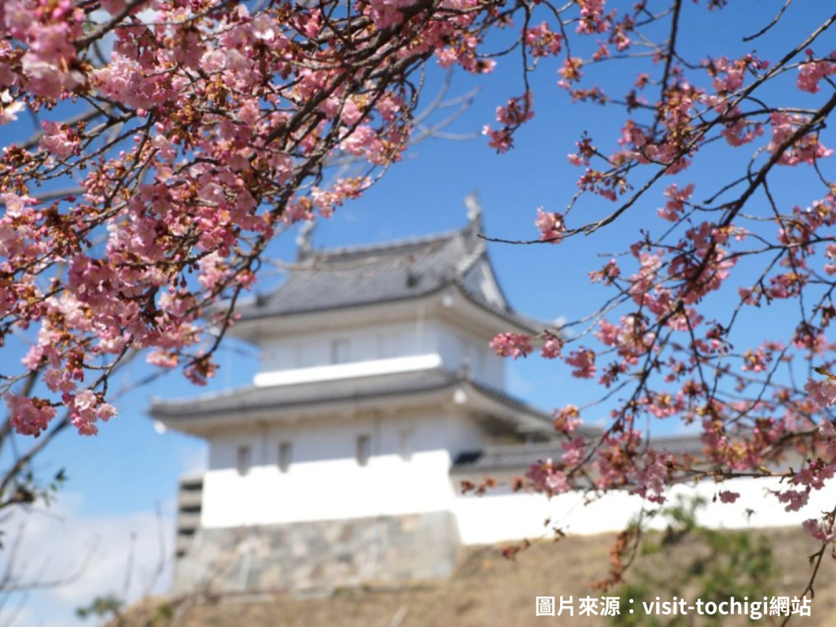 【賞櫻東京】日光櫻花隧道、冰川神社、水戶偕樂園