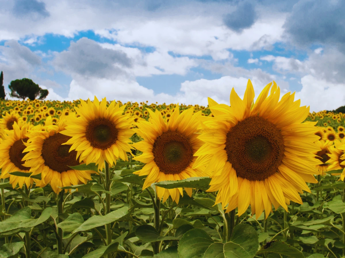 台中出發-太陽花海~向陽農場一日遊