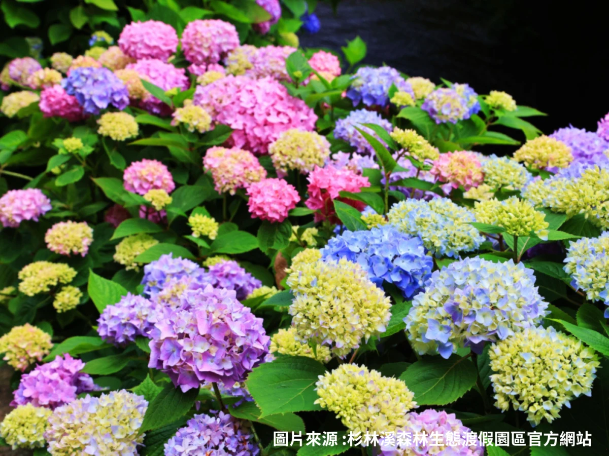 台中出發-夏日避暑賞繡球~杉林溪二日