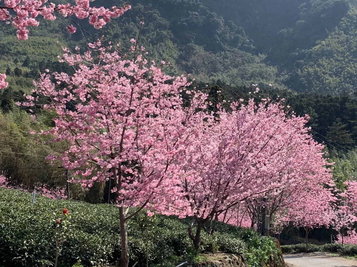 台中出發-漫步雲端~阿里山賞櫻二日