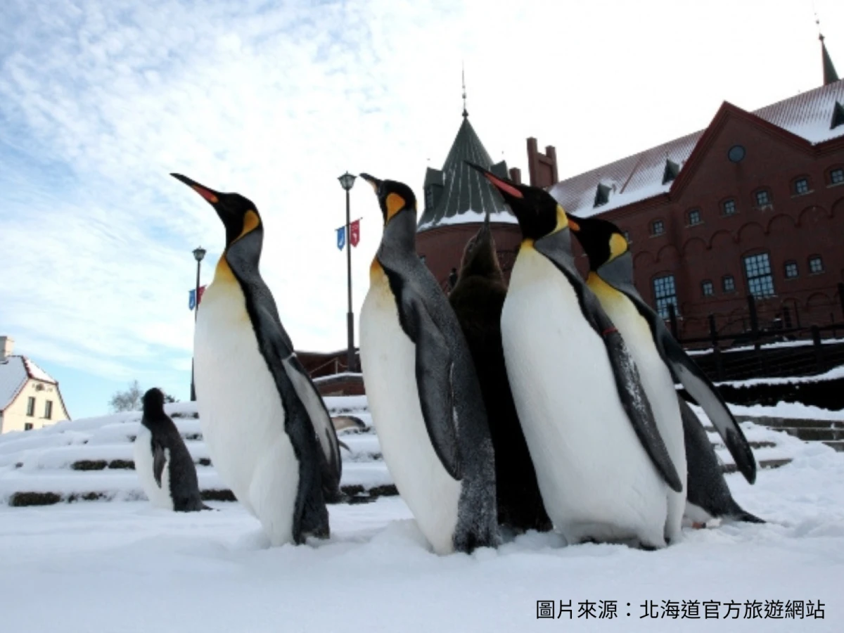 【玩雪北海道】雙溫泉、尼克斯海洋公園、函館百萬夜景、三大蟹