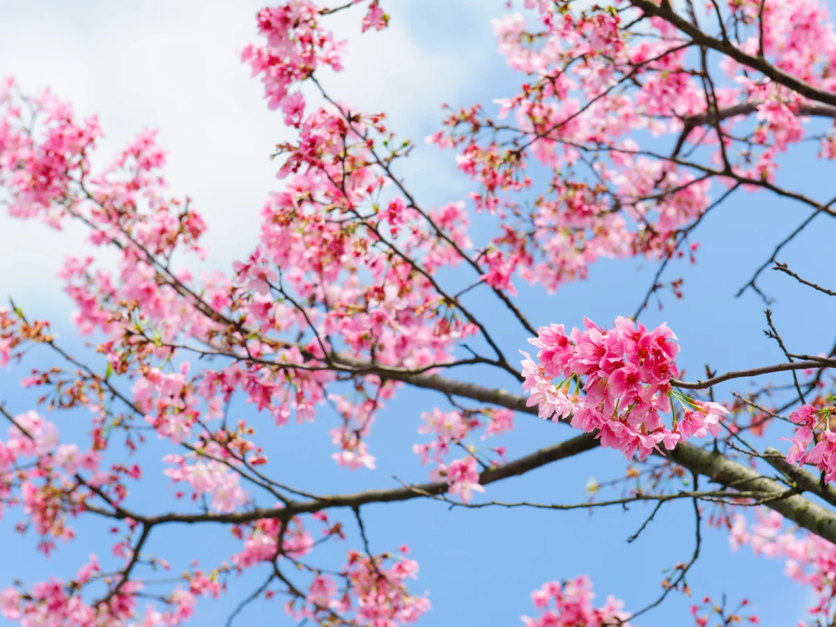 台中出發-上帝的部落~司馬斯櫻花季三日遊