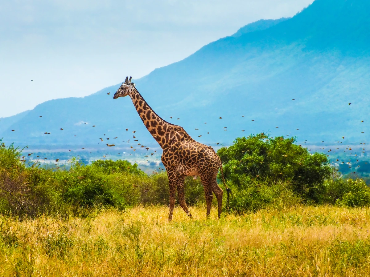 【精彩肯亞】動物奇觀、樹屋酒店下午茶、入住方舟旅館