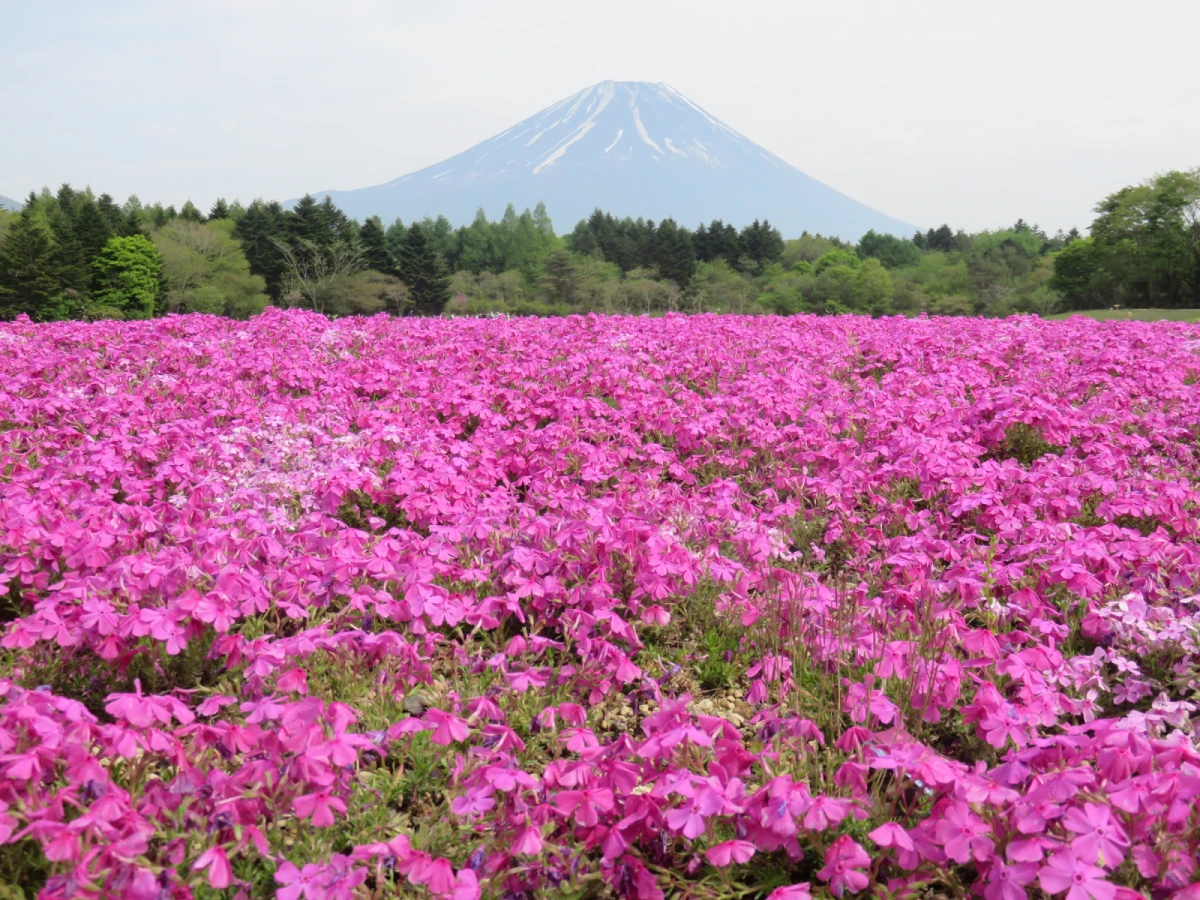 【東京雪壁】紫藤+芝櫻、上高地、黑部立山雪壁、雙溫泉