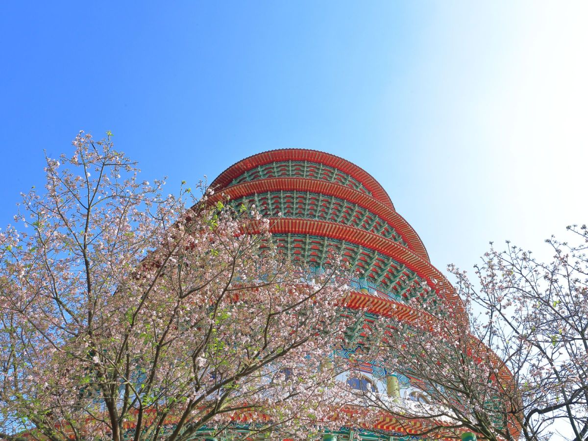 台中出發-淡水天元宮賞櫻花二日遊