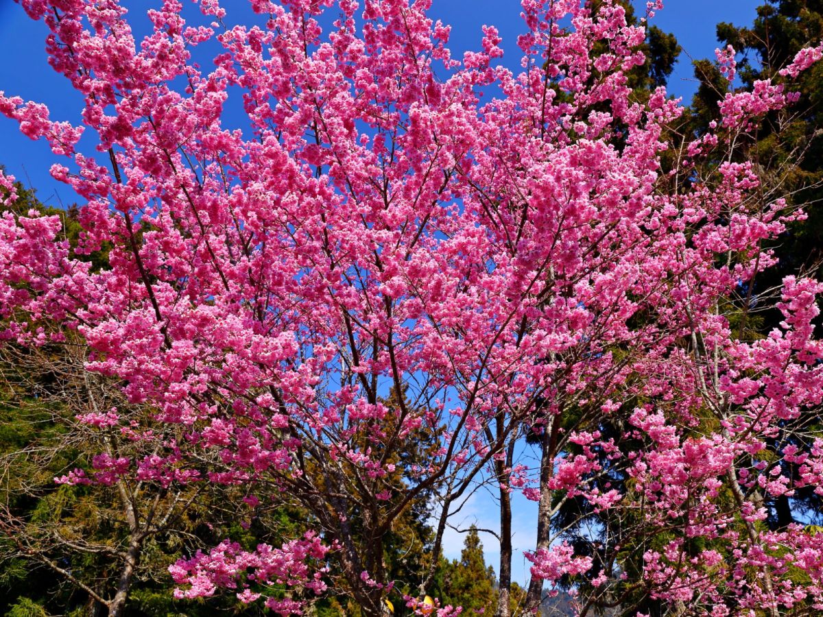 台北出發-阿里山浪漫櫻花季二日遊