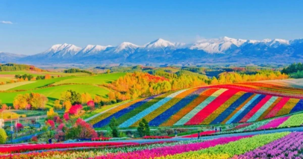 5月限定!北海道粉色芝櫻祭×花火溫泉 開啟夢幻饗宴