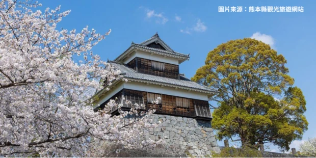 熊本城櫻花