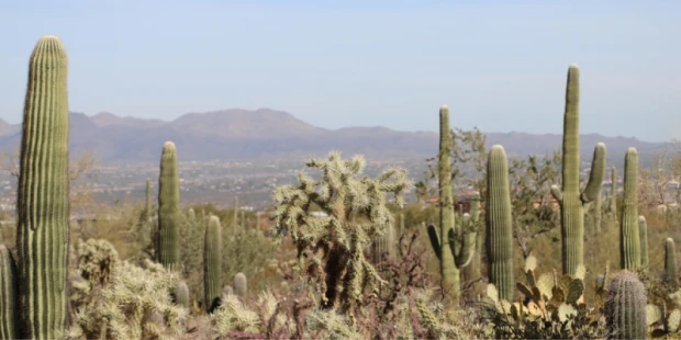 仙人掌國家公園・西區