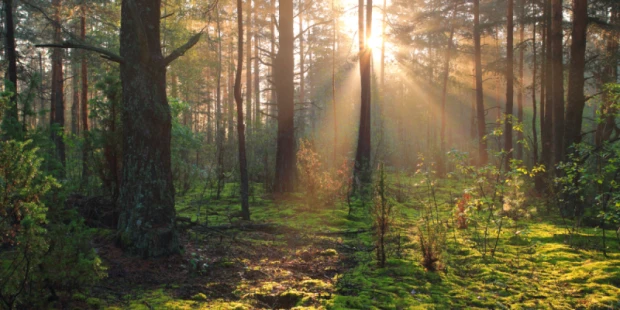 治癒之森（愛的迫降）