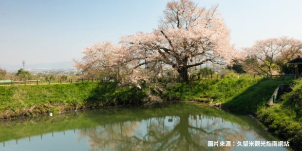 淺井一本櫻