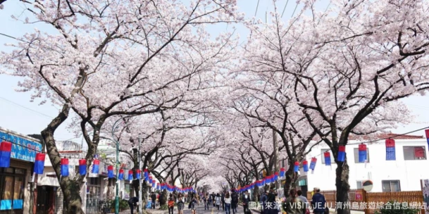 典農路櫻花慶典