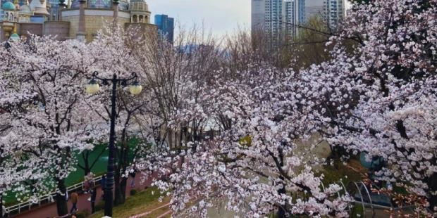 石村湖賞櫻步道