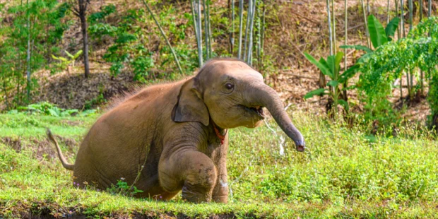清邁夜間動物園(含遊園車)