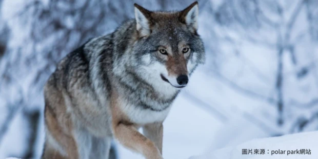 極地野生動物園Polar Park