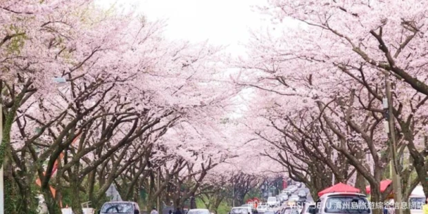 濟州大學櫻花步道