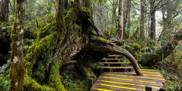 太平山國家森林遊樂區
