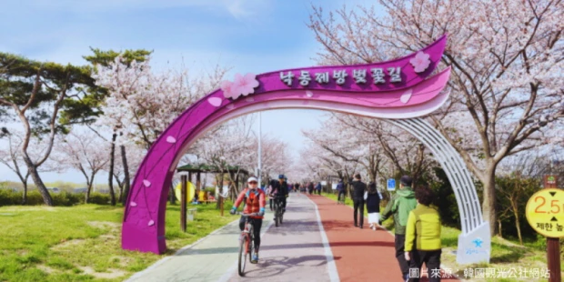 三樂江邊公園+洛東江櫻花大道