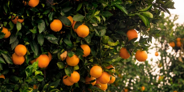 古坑柳橙觀光果園（含觀光果園門票再送每人3斤柳丁）