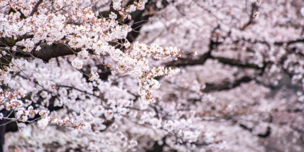 上野公園