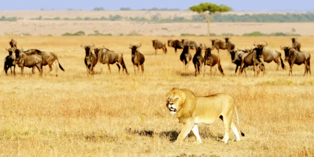 馬賽馬拉動物保護區