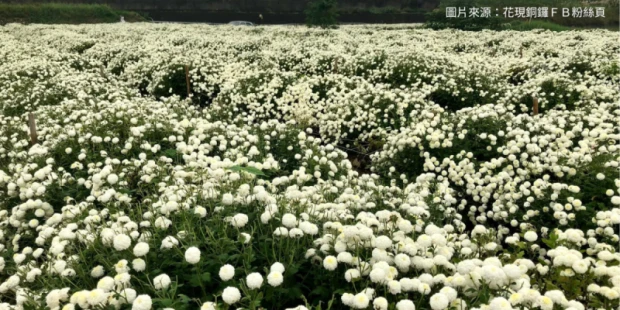 杭菊花季