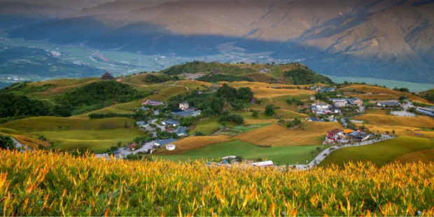 六十石山金針花海