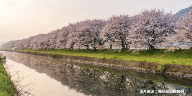 流川櫻並木