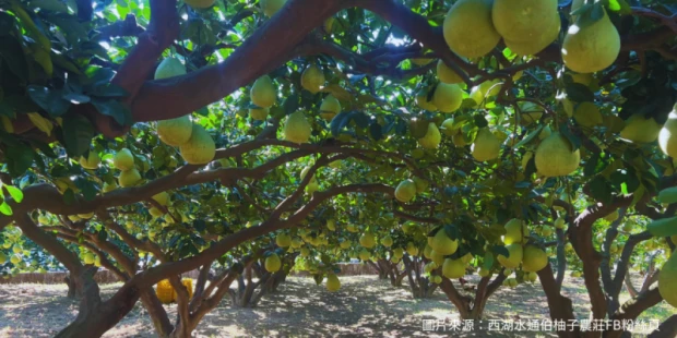 西湖水通伯柚子農莊(含門票.贈送柚子2顆/每人)