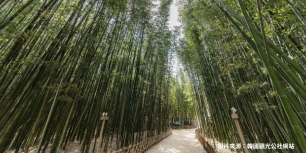 十里竹林