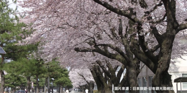 日光櫻花隧道