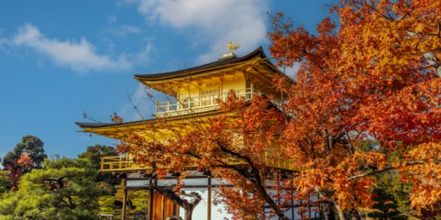 金閣寺(賞楓）