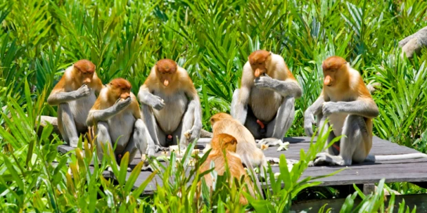 紅樹林長鼻猴生態之旅