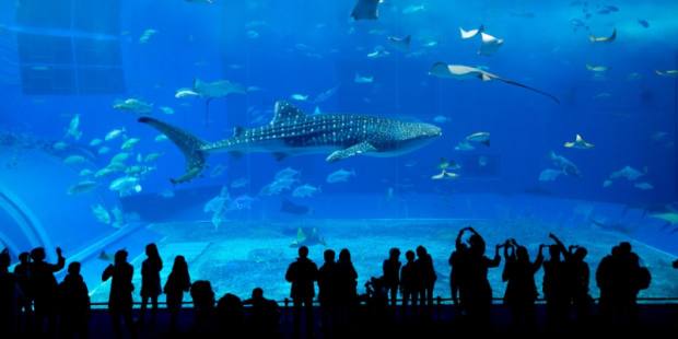 美ら海水族館