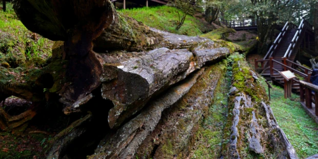阿里山森林遊樂園區