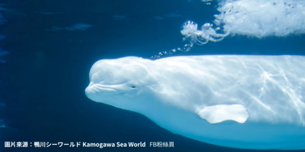 鴨川海洋世界