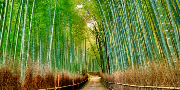 嵯峨野竹林步道