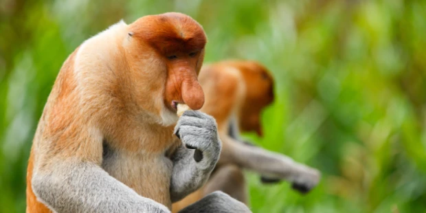 紅樹林螢火蟲旅+探密長鼻猴