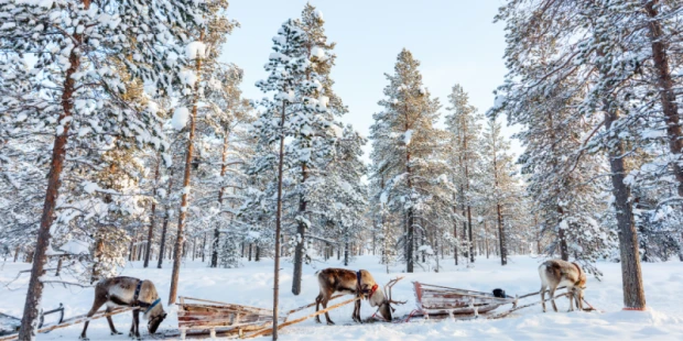 馴鹿雪橇REINDEERSAFARI