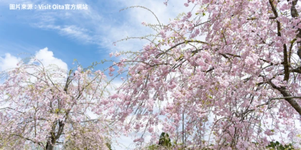 枝垂櫻之里