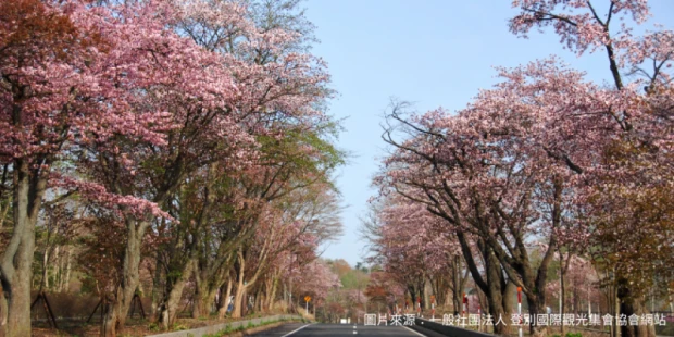 登別櫻花隧道