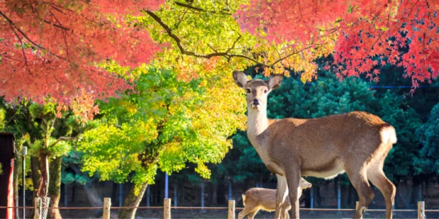 奈良公園