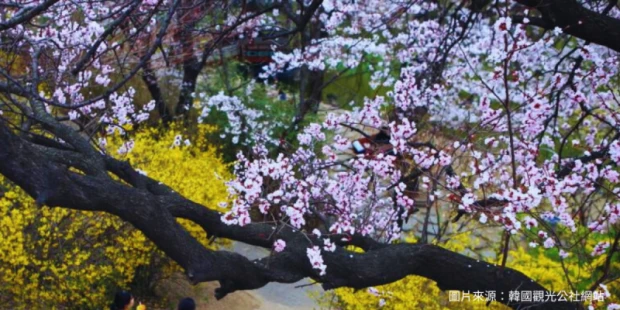 仁荷大學櫻花街